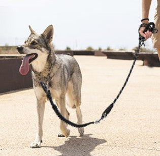 Dog Leash with Comfortable Padded Handle and Highly Reflective Threads (5 FT)