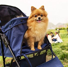 Fordable Pet Stroller for Cats & Dogs